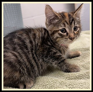 LINDA SPAGHETTI, a cat for adoption from Peoria Animal Welfare Shelter