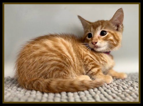 FLORENCE TATOR TOT, a cat for adoption from Peoria Animal Welfare Shelter