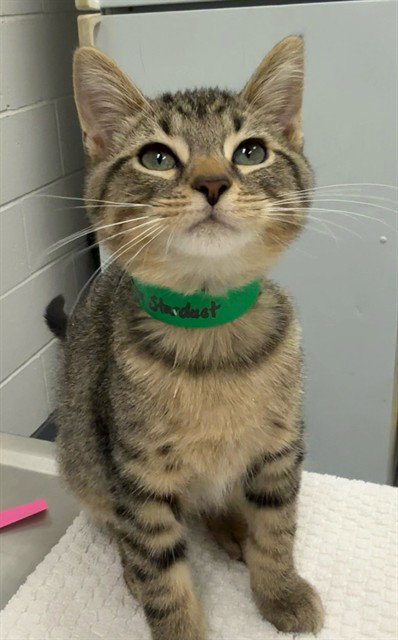 FIGGY STARDUST, a cat for adoption from Peoria Animal Welfare Shelter