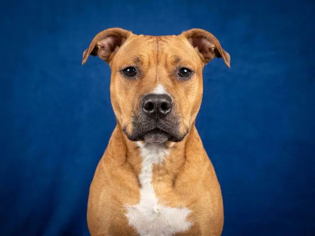 Trinity - Pit Bull Terrier
