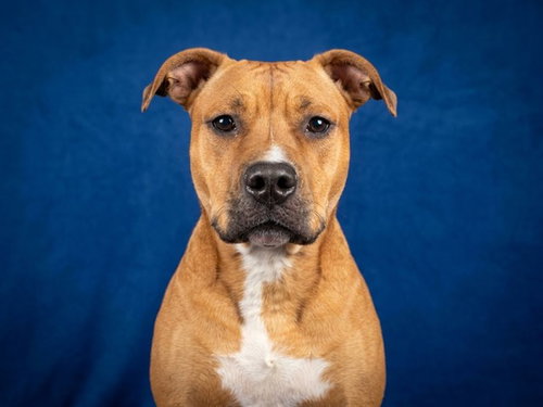 TRINITY, a dog for adoption from Peoria Animal Welfare Shelter