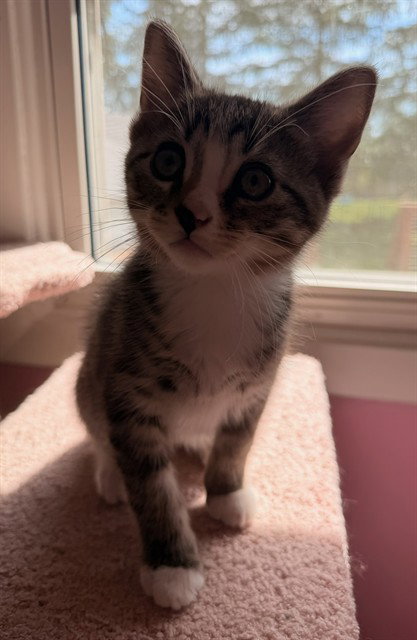 THEODORE PUMPKIN, a cat for adoption from Peoria Animal Welfare Shelter