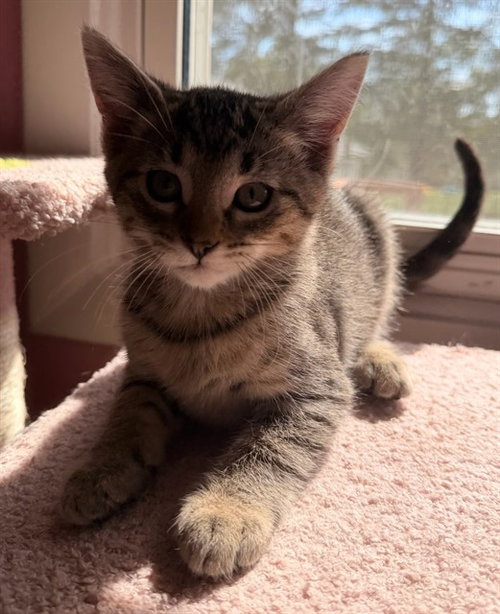MAPLE MISCHIEF, a cat for adoption from Peoria Animal Welfare Shelter