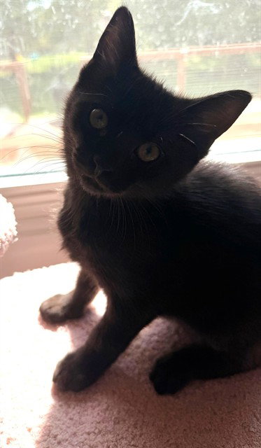 AUTUMN MCFLUFF, a cat for adoption from Peoria Animal Welfare Shelter