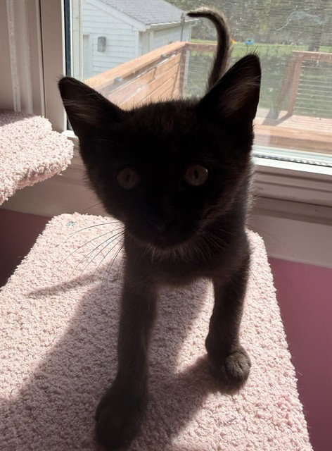 BRAMBLE BUTTERBEAN, a cat for adoption from Peoria Animal Welfare Shelter