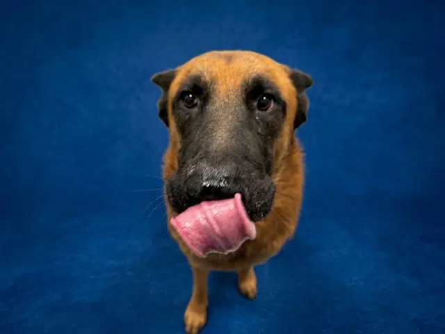 Sheen - German Shepherd Dog