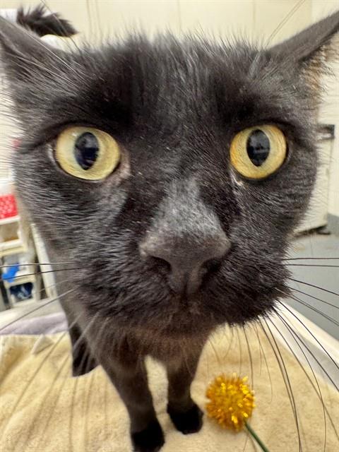Loki, Domestic Short Hair