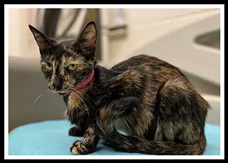 Chamomile - Domestic Short Hair