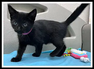 Honey - Domestic Short Hair