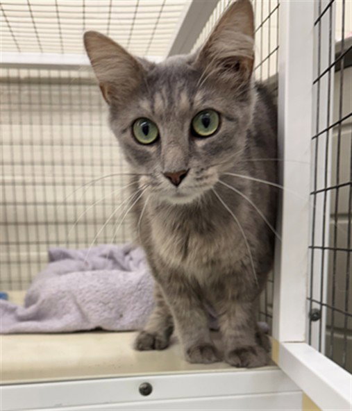 Sweet Sue, Domestic Medium Hair