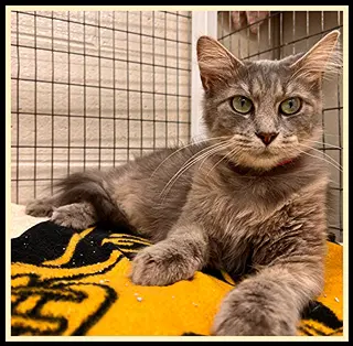 Sweet Sue - Domestic Medium Hair