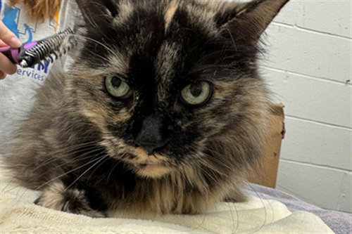 VIOLET, a cat for adoption from Peoria Animal Welfare Shelter