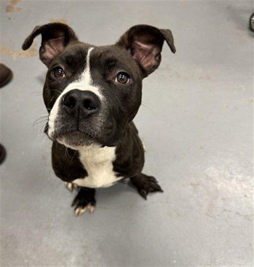 FINNIE, a dog for adoption from Peoria Animal Welfare Shelter