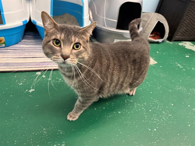 Leaves, Domestic Short Hair