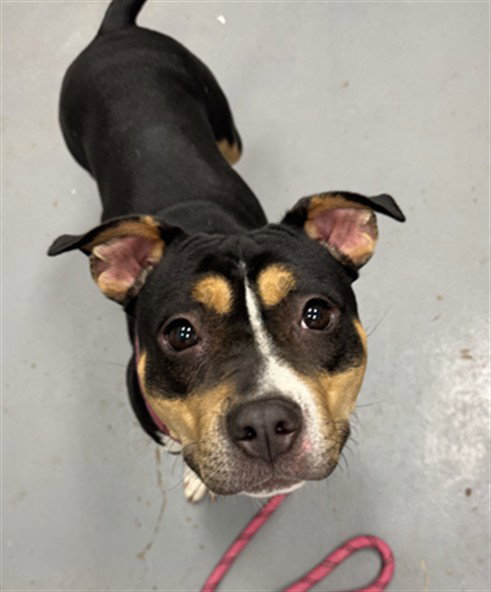 SISSY, a dog for adoption from Peoria Animal Welfare Shelter