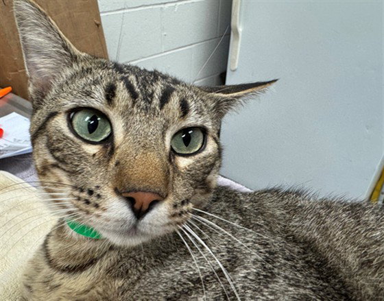 Alley, Domestic Short Hair
