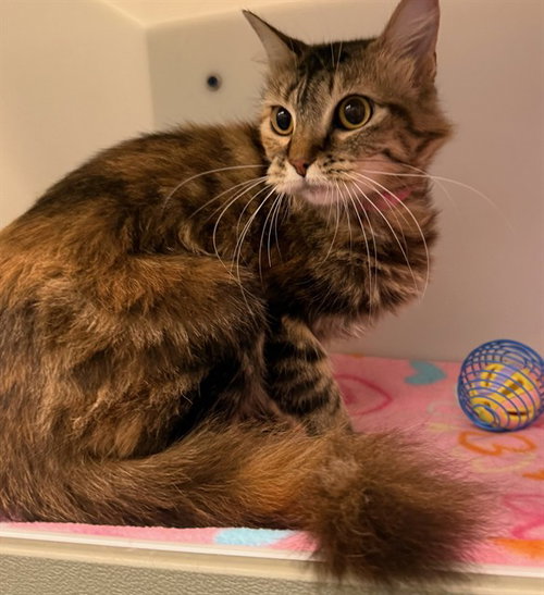 FANNYPACK, a cat for adoption from Peoria Animal Welfare Shelter