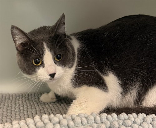 PRIZE, a cat for adoption from Peoria Animal Welfare Shelter