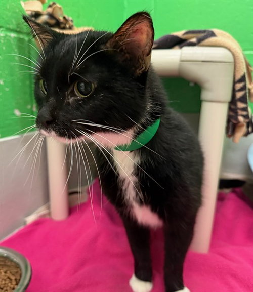 LIAM, a cat for adoption from Peoria Animal Welfare Shelter
