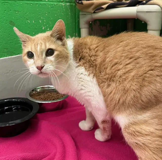 Sammy - Domestic Medium Hair