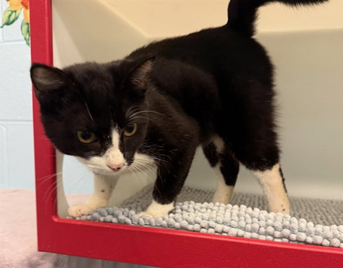 COLTON, a cat for adoption from Peoria Animal Welfare Shelter