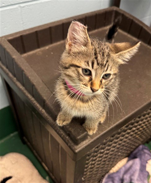 ON-CALL, a cat for adoption from Peoria Animal Welfare Shelter