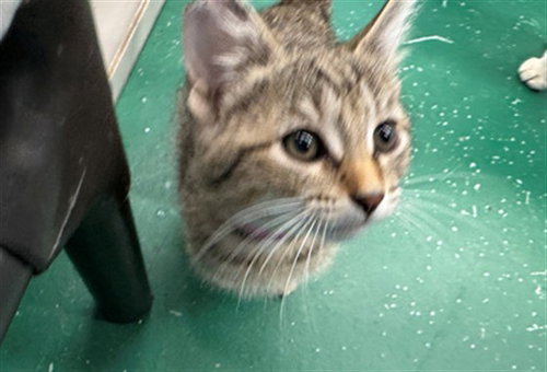 FIELD SUPERVISOR, a cat for adoption from Peoria Animal Welfare Shelter