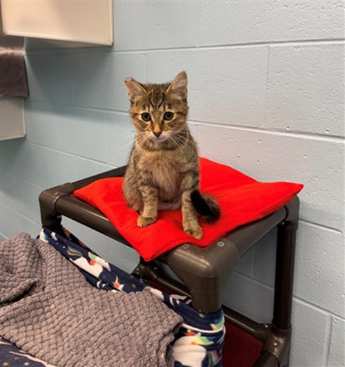 10-4, a cat for adoption from Peoria Animal Welfare Shelter