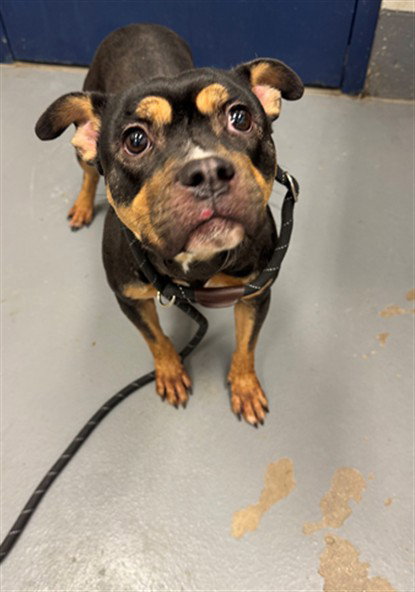 ROLLA, a dog for adoption from Peoria Animal Welfare Shelter