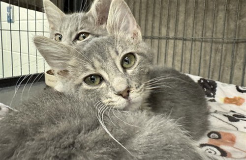 SMALL BOY, a cat for adoption from Peoria Animal Welfare Shelter