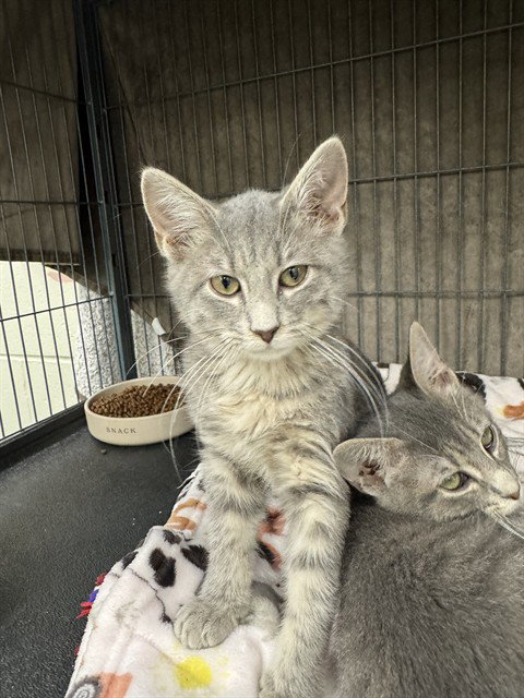 LITTLE BOY, a cat for adoption from Peoria Animal Welfare Shelter
