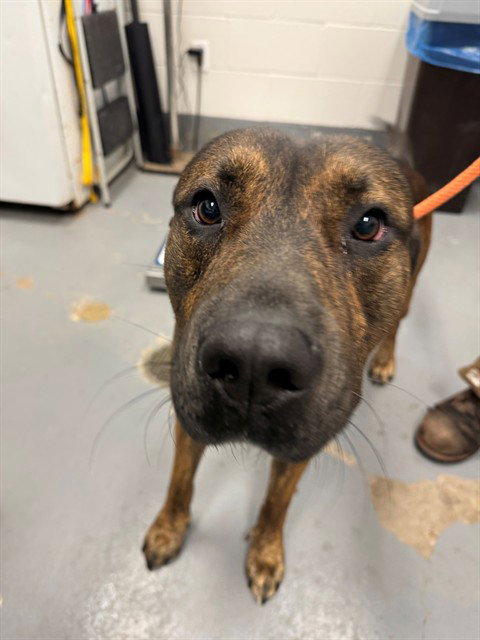 WILLIS, a dog for adoption from Peoria Animal Welfare Shelter