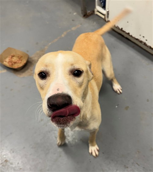 CHEYENNE, a dog for adoption from Peoria Animal Welfare Shelter