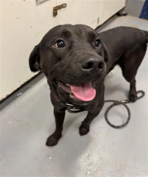 Preston - Labrador Retriever