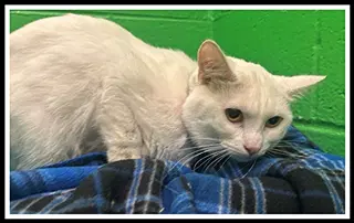 Casper - Domestic Short Hair