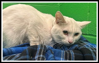 CASPER, a cat for adoption from Peoria Animal Welfare Shelter