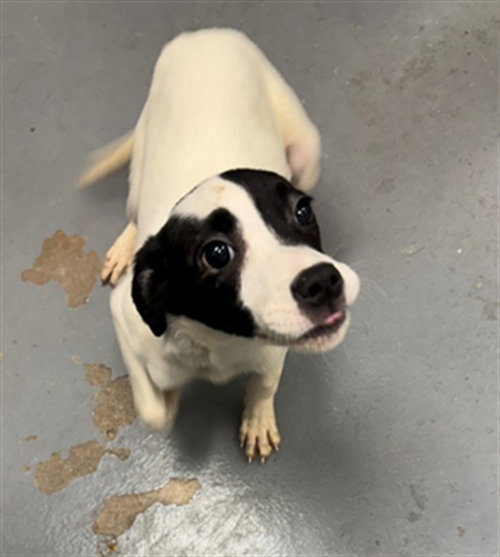 CARRIE, a dog for adoption from Peoria Animal Welfare Shelter