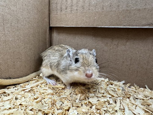 AMELIA, a gerbil for adoption from Peoria Animal Welfare Shelter