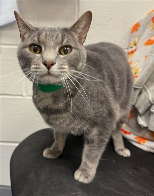 PERSON, a cat for adoption from Peoria Animal Welfare Shelter