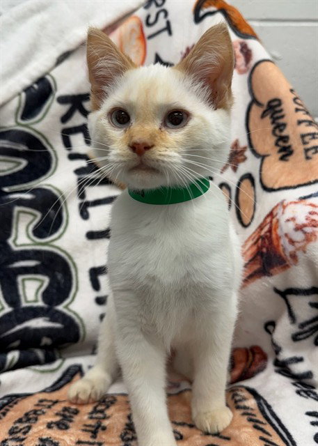 TOASTY PAWS, a cat for adoption from Peoria Animal Welfare Shelter