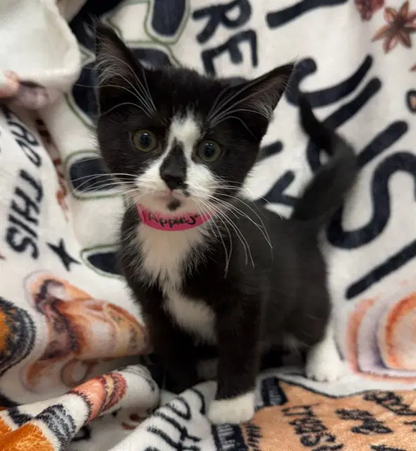 Applejack - Domestic Medium Hair
