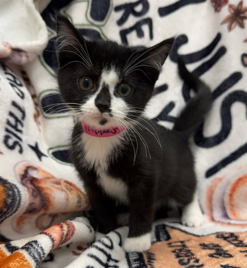 APPLEJACK, a cat for adoption from Peoria Animal Welfare Shelter