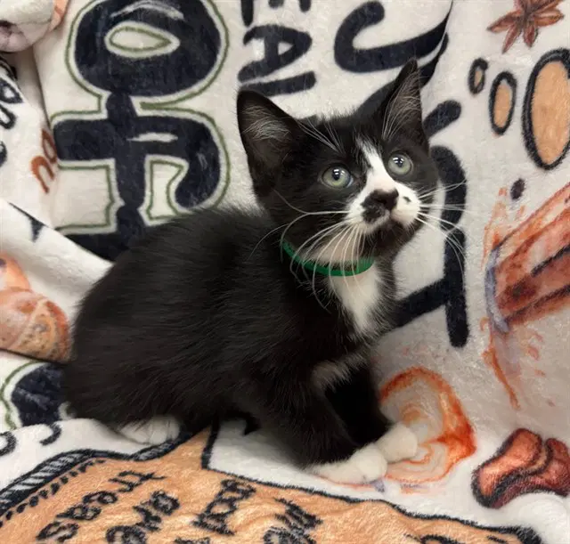 Cornbread - Domestic Medium Hair