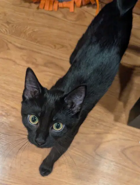 Baba Jaga - Domestic Short Hair