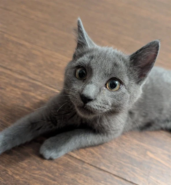 Nessie