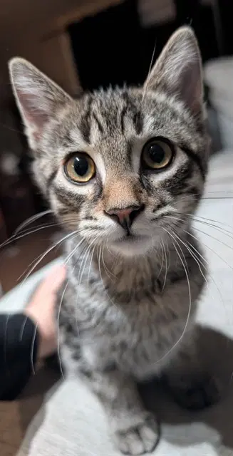El Chupacabra - Domestic Short Hair