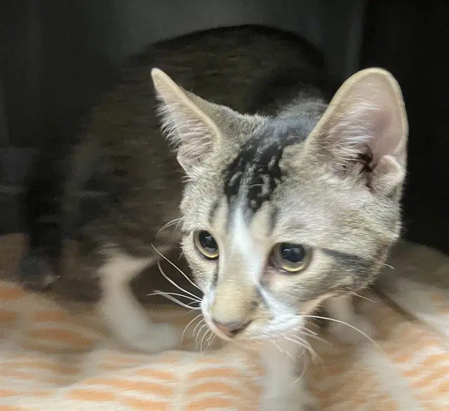 Timecard - Domestic Short Hair
