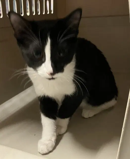 Clock In - Domestic Short Hair