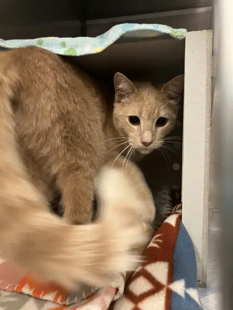Apple Cider - Domestic Short Hair