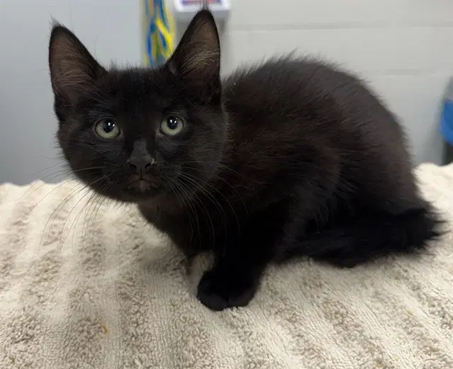 Clementine Cider - Domestic Short Hair